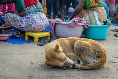 Indian street dog or stray pariah dog at Malvan fish market, Maharashtra, India, 2022