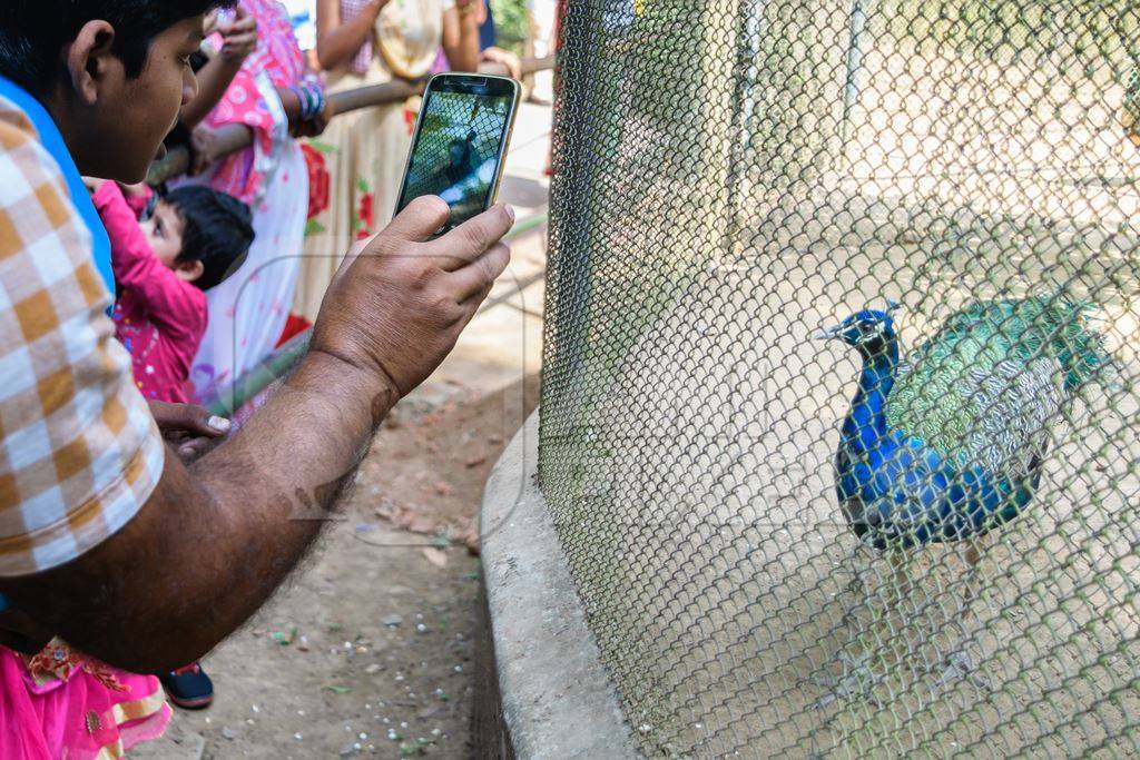 Tourists taking photos of captive peacock in an enclosure at Patna zoo in Bihar