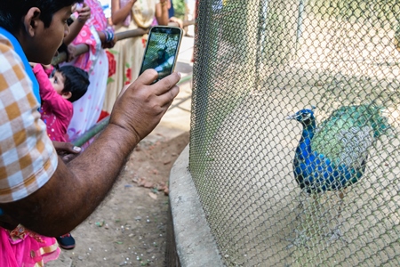 Tourists taking photos of captive peacock in an enclosure at Patna zoo in Bihar