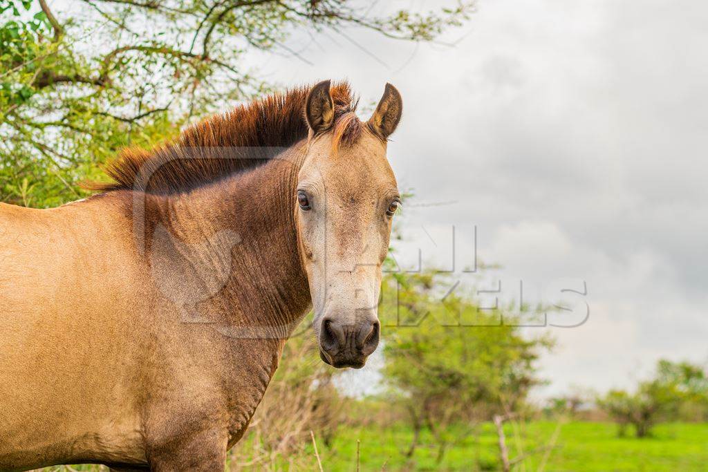 Indian horse used for animal labour by nomads grazing in a field on the outskirts of a city in Maharashtra, India, 2021