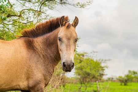 Indian horse used for animal labour by nomads grazing in a field on the outskirts of a city in Maharashtra, India, 2021