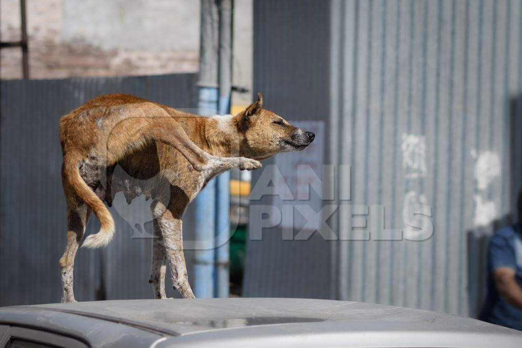 Indian street dog or stray pariah dog scratching in the urban city of Jodhpur, India, 2022