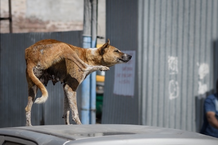 Indian street dog or stray pariah dog scratching in the urban city of Jodhpur, India, 2022