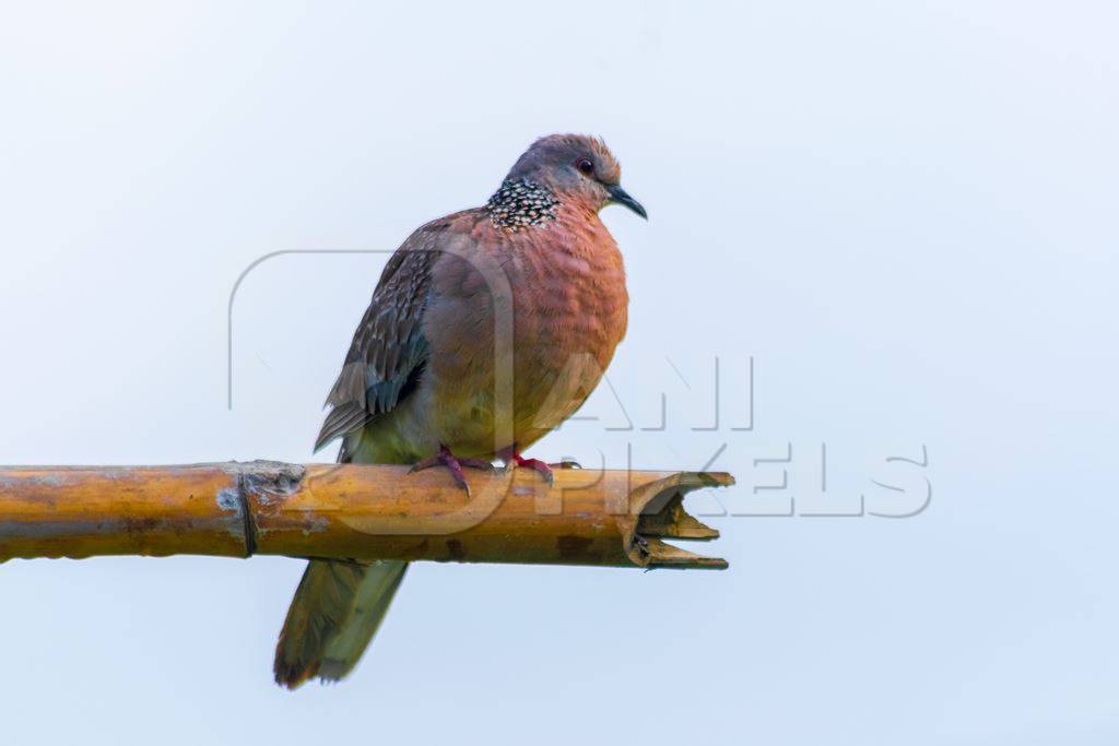 Indian spotted dove wild bird in Assam in India