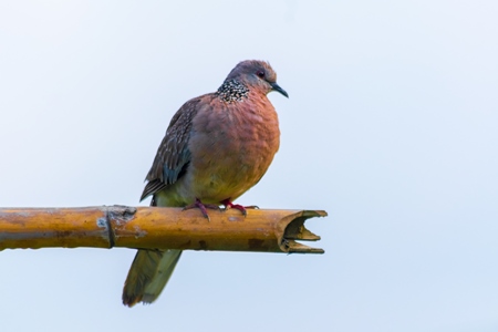 Indian spotted dove wild bird in Assam in India