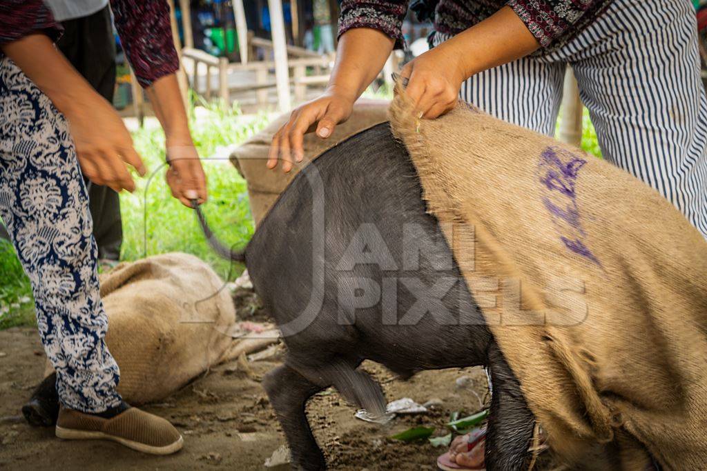 Pigs being put into sacks on sale for meat at the weekly animal market