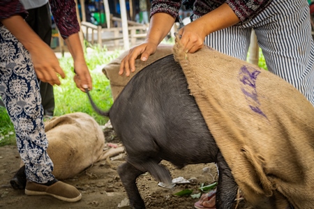 Pigs being put into sacks on sale for meat at the weekly animal market