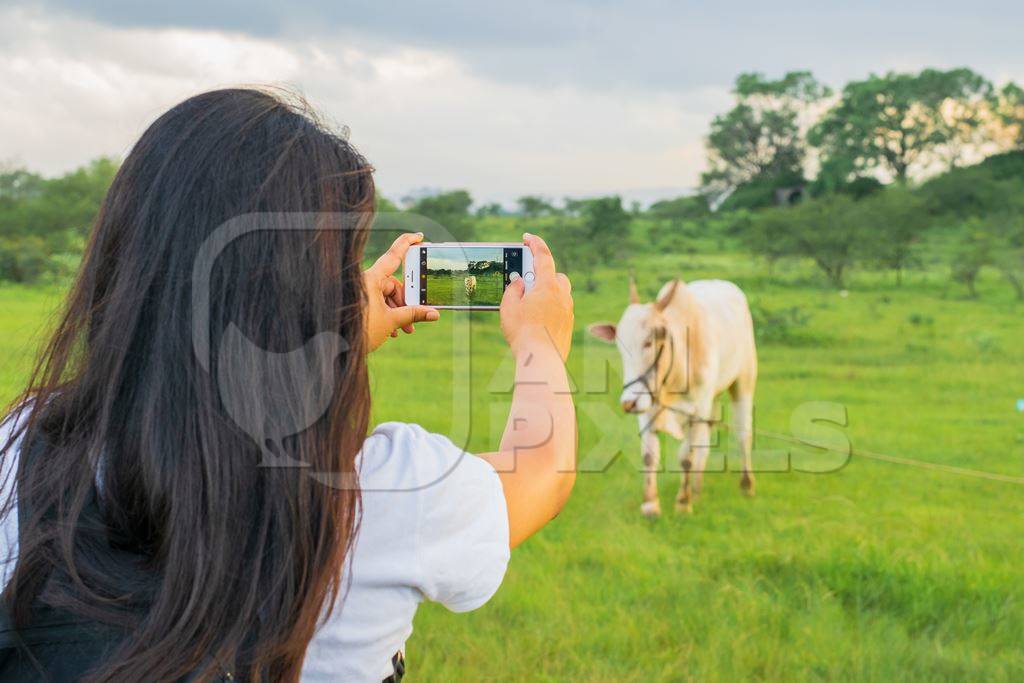 Girl taking photos with mobile phone of Indian cow or bullock in green field with blue sky background in Maharashtra in India