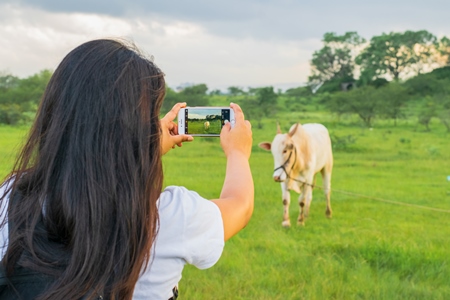 Girl taking photos with mobile phone of Indian cow or bullock in green field with blue sky background in Maharashtra in India
