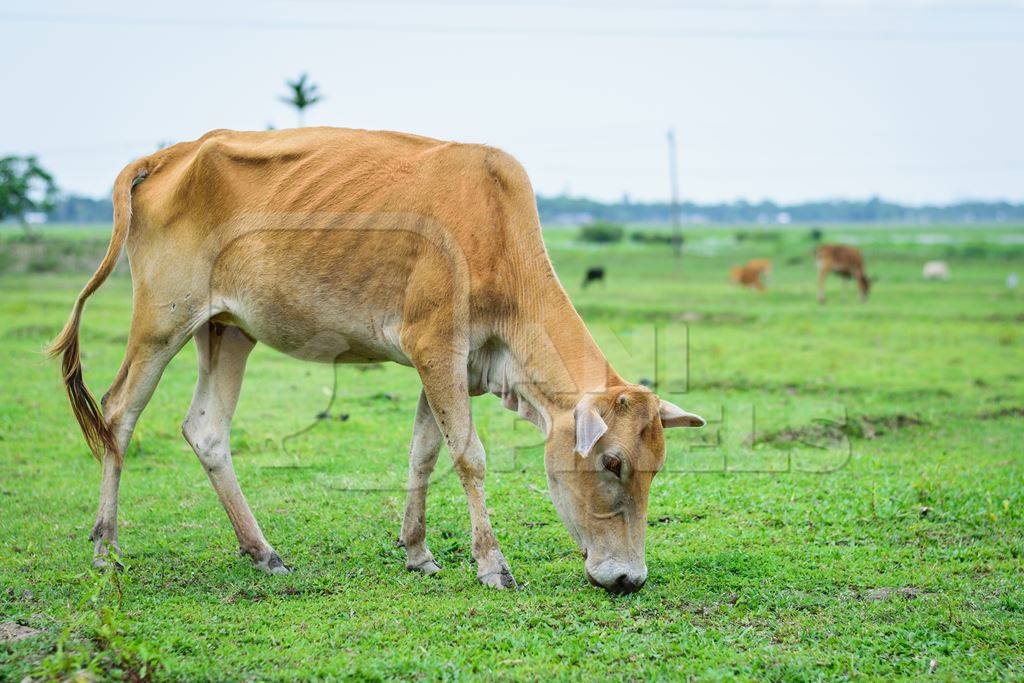 Brown dairy cow in a green field in a village