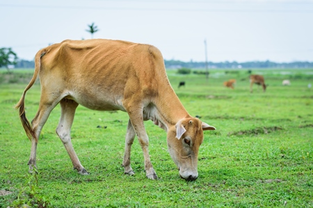 Brown dairy cow in a green field in a village