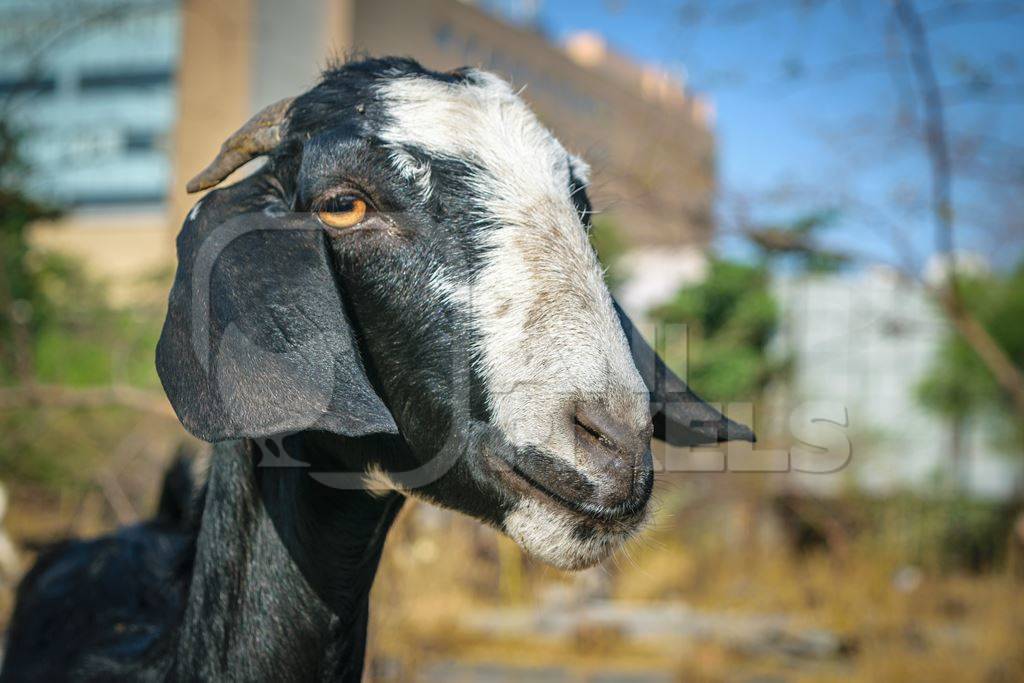 Close up of face of black and white goat on wasteground in an urban city