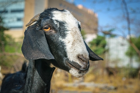 Close up of face of black and white goat on wasteground in an urban city