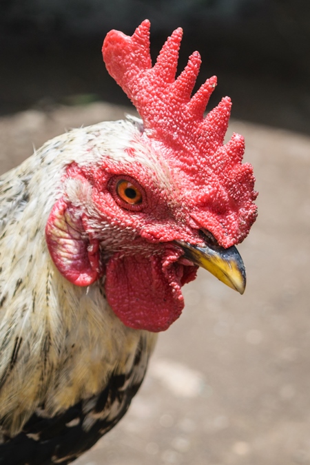 Free range chicken in the street in the city of Mumbai in India