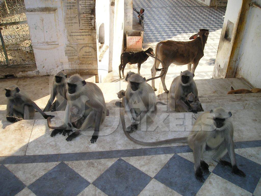 Lanugrs sitting with a cow and a dog