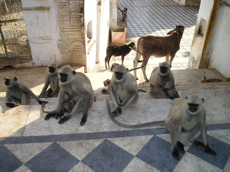 Lanugrs sitting with a cow and a dog