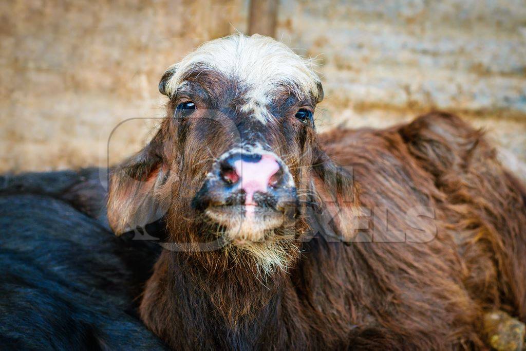 Brown baby buffalo calf with pink nose sitting on ground in an urban dairy
