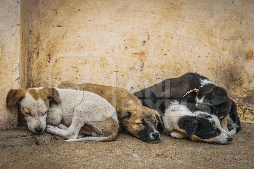 Small cute stray street puppies in Rajasthan