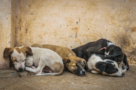 Small cute stray street puppies in Rajasthan