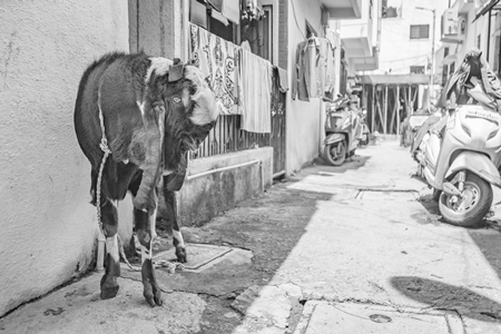 Goat bought for Eid religious sacrifice tied up in urban city street in black and white