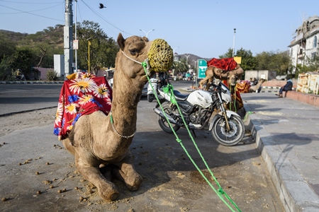Sitting Indian camel with saddle used for animal rides for tourists, Jaipur, India, 2022