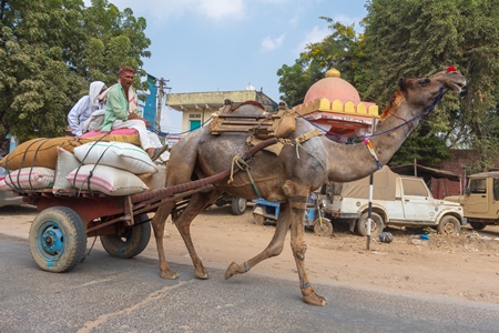 Working Indian camel used as animal labour pulling cart with men and sacks along street in a town in Rajasthan in India