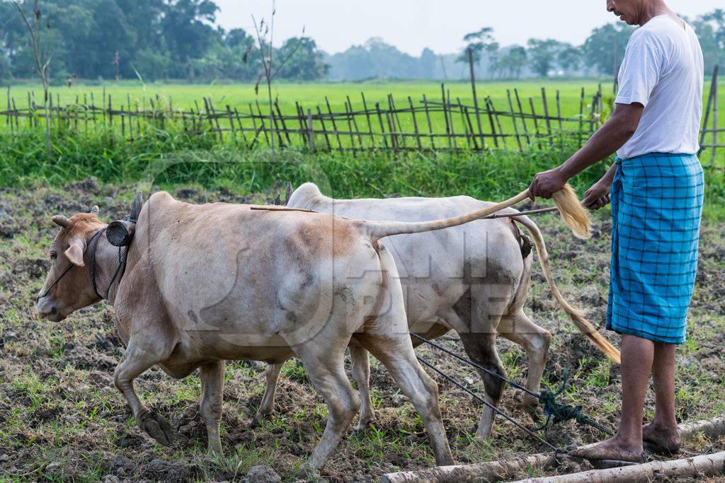 Two working bullocks in harness pulling plough through field with farmer