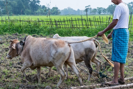 Two working bullocks in harness pulling plough through field with farmer