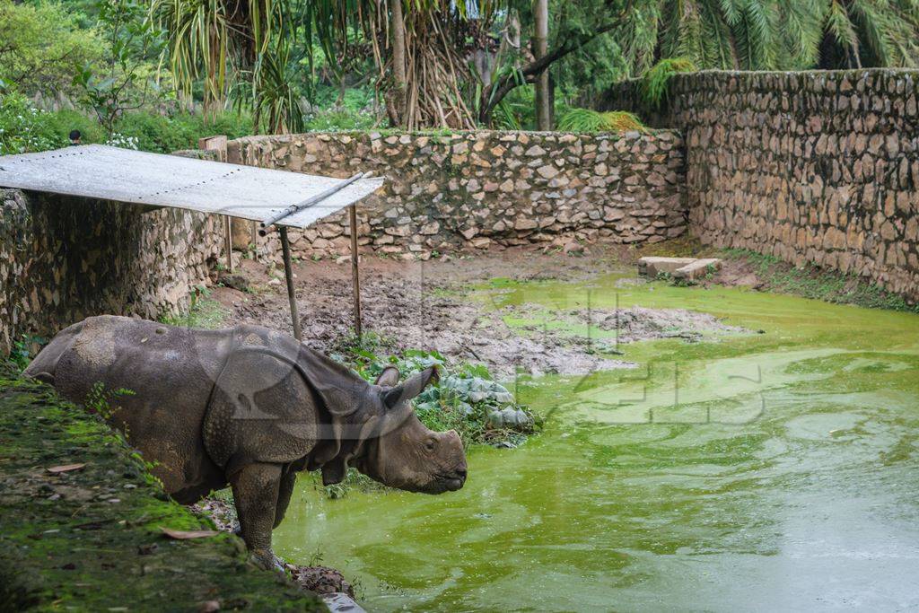 Captive rhino in an enclosure with dirty green pool at Guwahati zoo in Assam