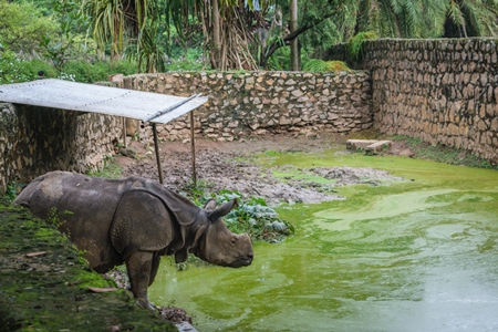 Captive rhino in an enclosure with dirty green pool at Guwahati zoo in Assam