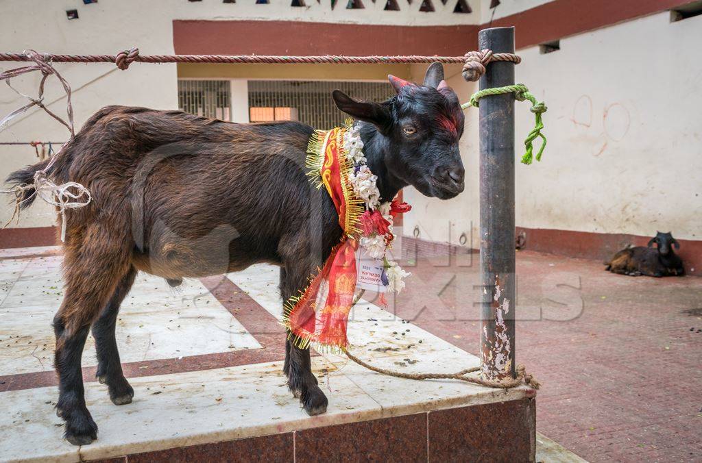 Baby goat for religious sacrifice at Kamakhya temple