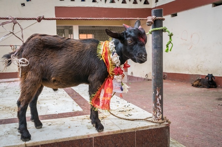 Baby goat for religious sacrifice at Kamakhya temple