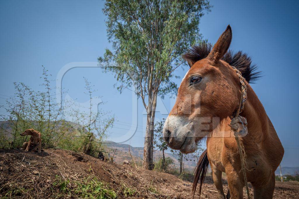 Working Indian horse or pony used for animal labour owned by nomads in rural Maharashtra