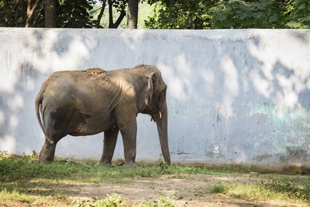 Indian elephant standing in front of a concrete wall in enclosure in Patna zoo, Bihar