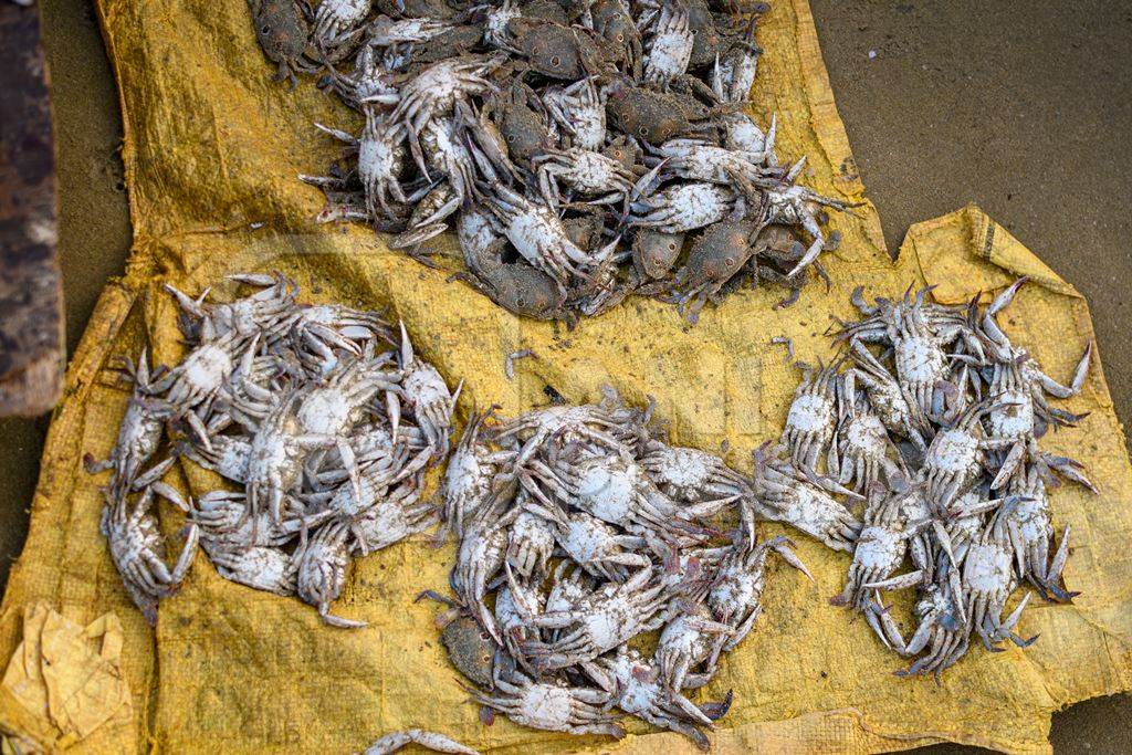 Many dead Indian sea crabs at Malvan fish market on beach in Malvan, Maharashtra, India, 2022