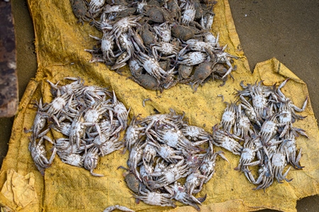 Many dead Indian sea crabs at Malvan fish market on beach in Malvan, Maharashtra, India, 2022