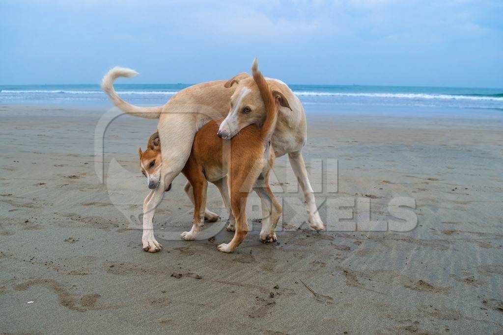 Photo of Indian street or stray dogs playing on beach in Goa with blue sky background in India