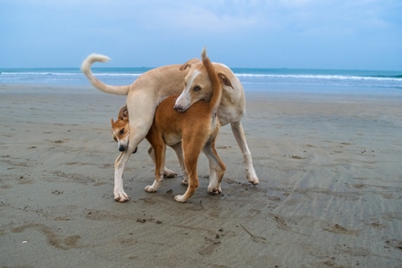 Photo of Indian street or stray dogs playing on beach in Goa with blue sky background in India