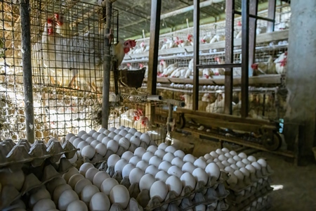 Trays of eggs on an egg farm on the outskirts of Ajmer, Rajasthan, India, 2022