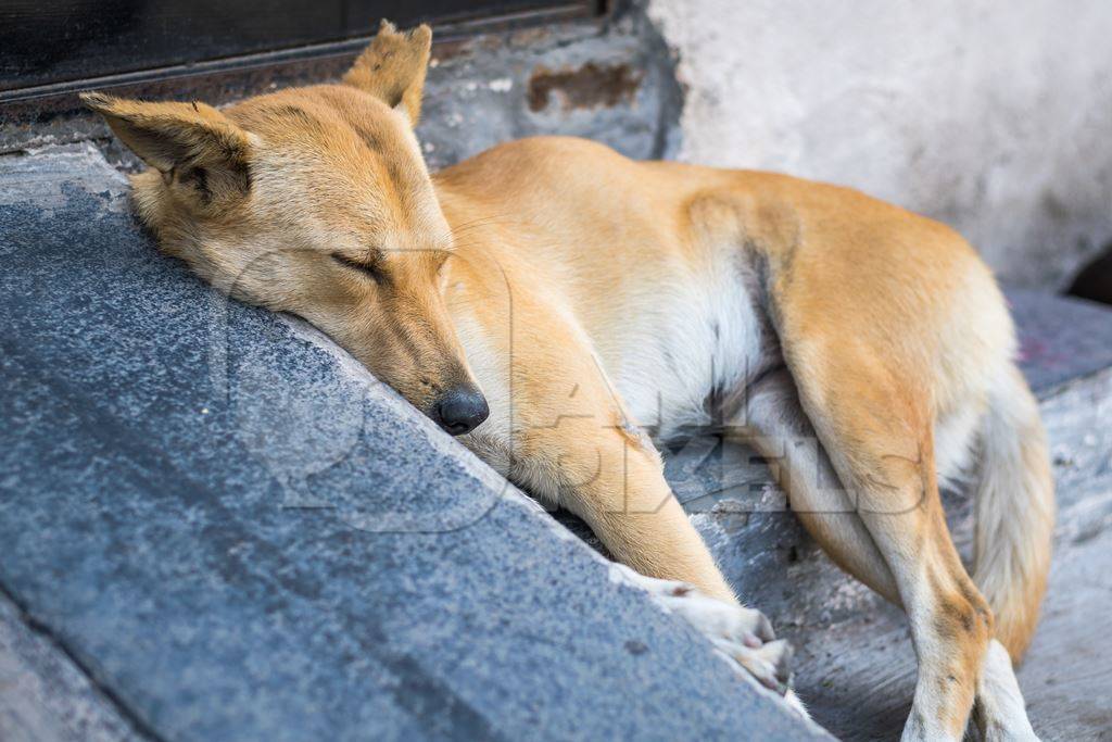Stray street dog sleeping on step in urban city