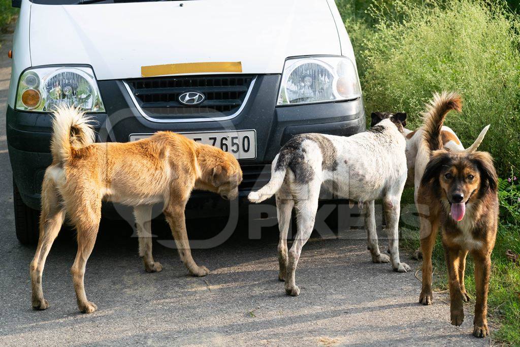 Photo of Indian street dogs or stray dogs surrounding car, India