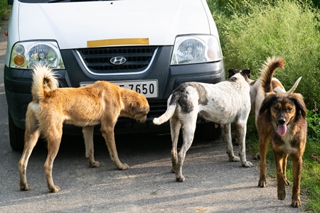 Photo of Indian street dogs or stray dogs surrounding car, India