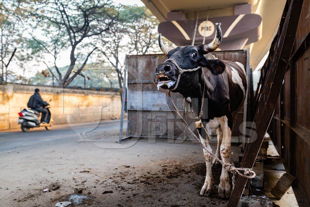 Distressed Indian dairy cow bellowing on an urban tabela in the divider of a busy road, Pune, Maharashtra, India, 2024