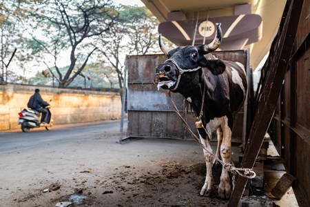 Distressed Indian dairy cow bellowing on an urban tabela in the divider of a busy road, Pune, Maharashtra, India, 2024