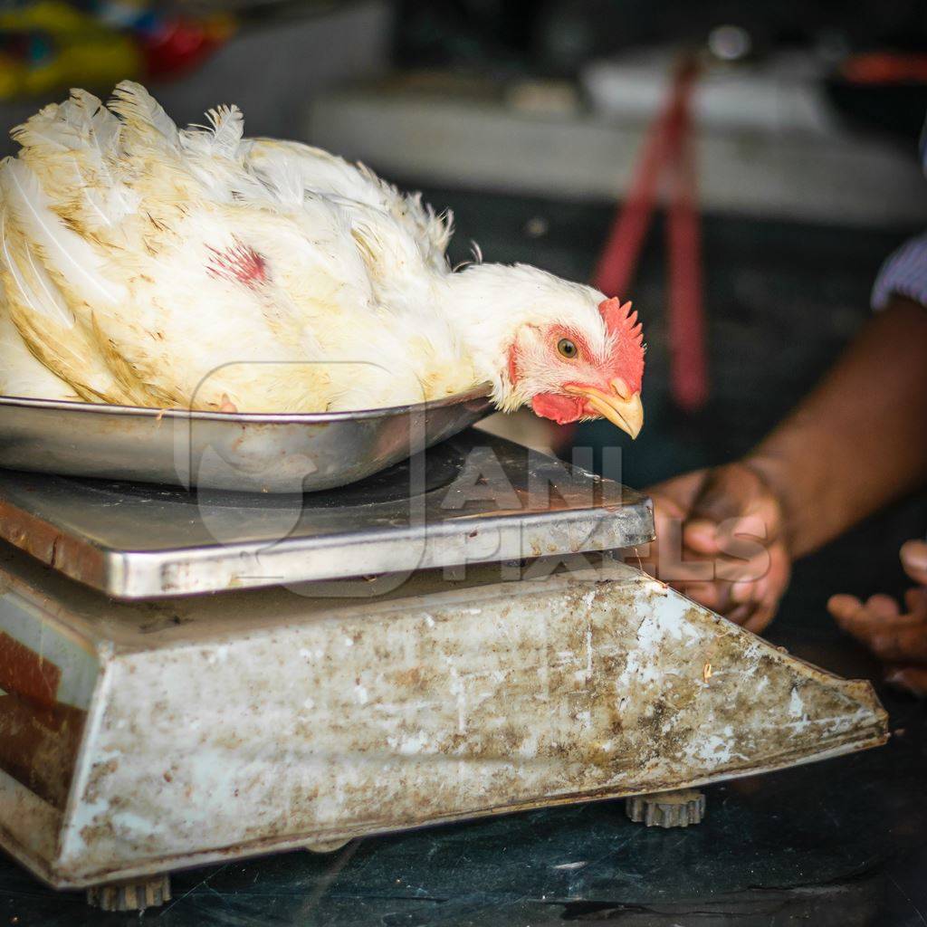 Broiler chicken sitting in a weighing scale at a chicken shop