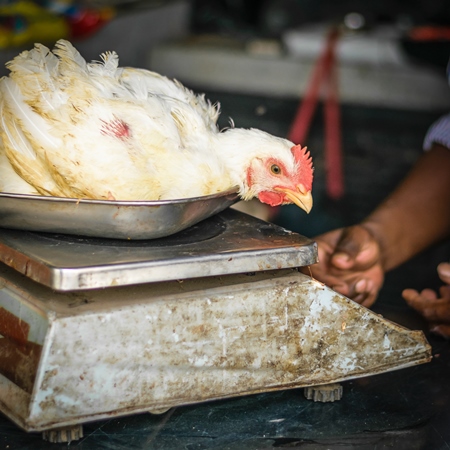 Broiler chicken sitting in a weighing scale at a chicken shop