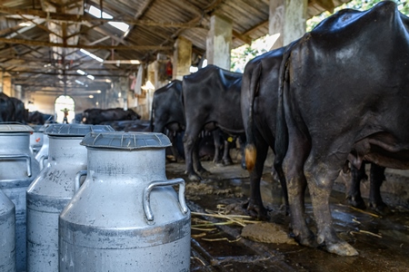 Milk cans or pails with Indian buffaloes tied up in a line in a concrete shed on an urban dairy farm or tabela, Aarey milk colony, Mumbai, India, 2023