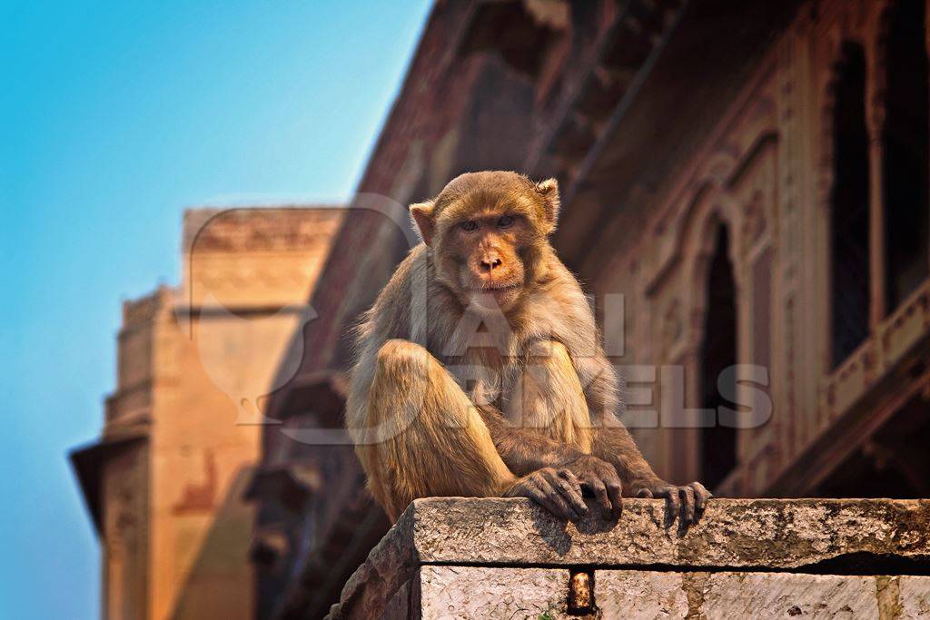 Macaque monkey sitting on wall in sunlight