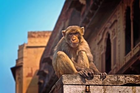 Macaque monkey sitting on wall in sunlight