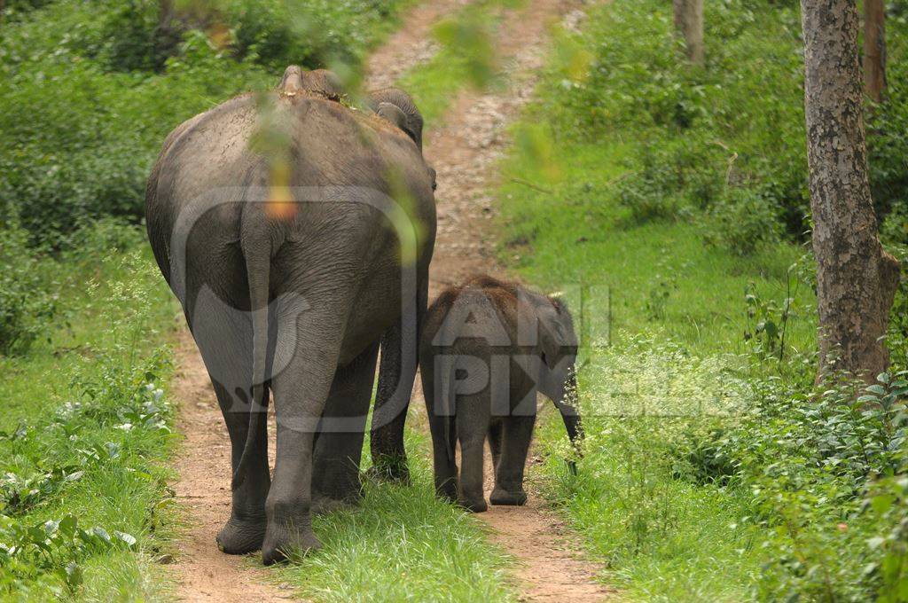Mother and baby elephant walking in the forest